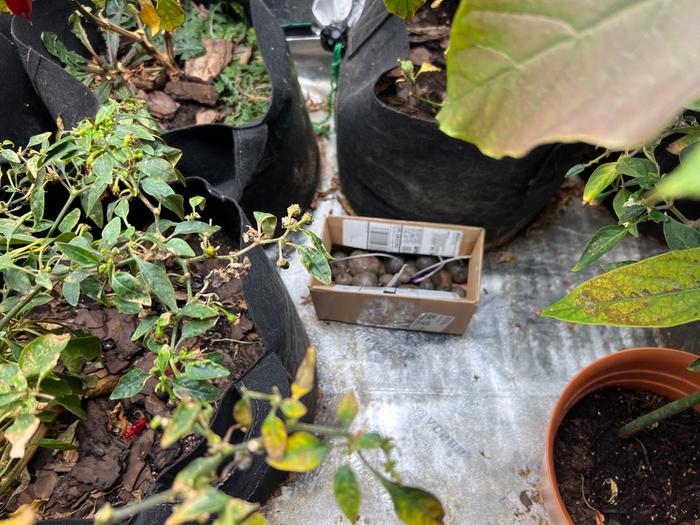 Spuds under grow lights.