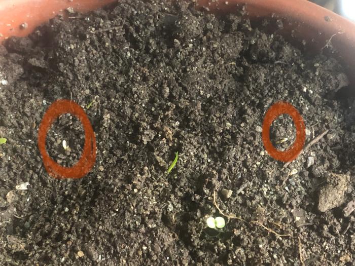 First two potato seedlings