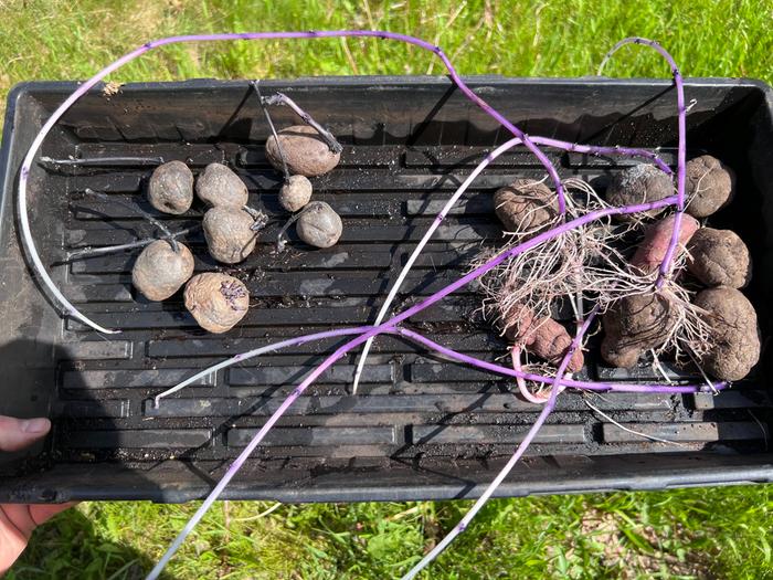 well-lit tubers on the left and tubers kept dark on the right