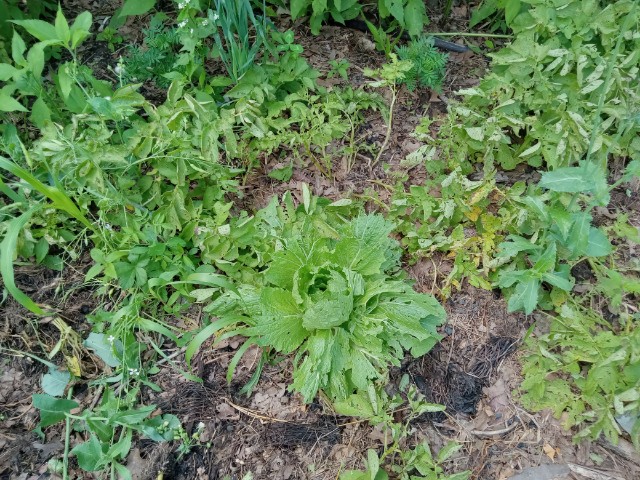 Potatoes dying and volunteers taking over