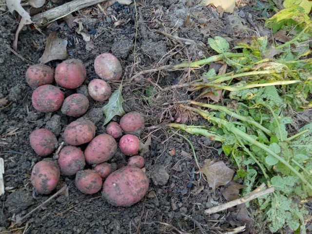 Better yield from red potatoes than yukon gold and russet