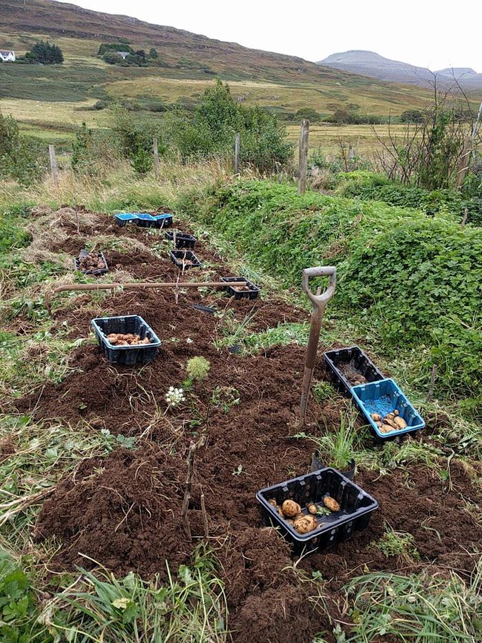 Digging the potatoes