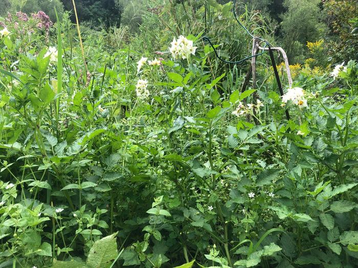 Baroque potato plants with blossoms—highly ornamental as well