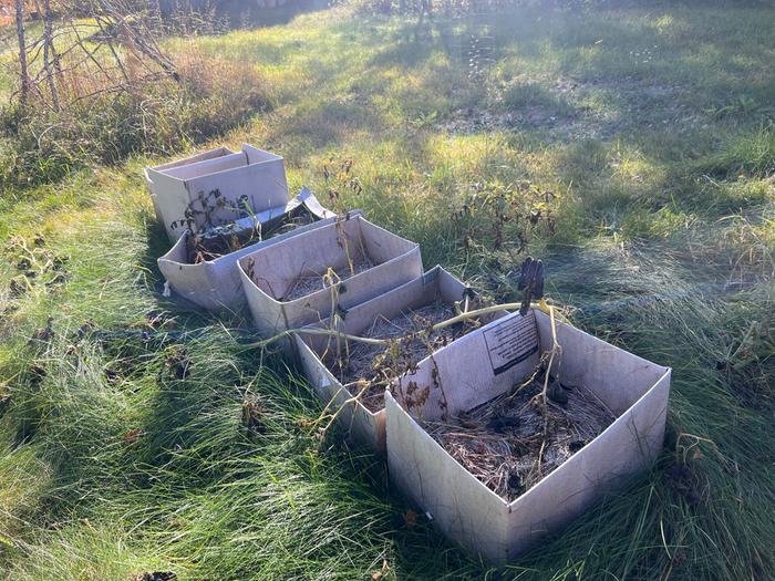 potato grow boxes, end of season