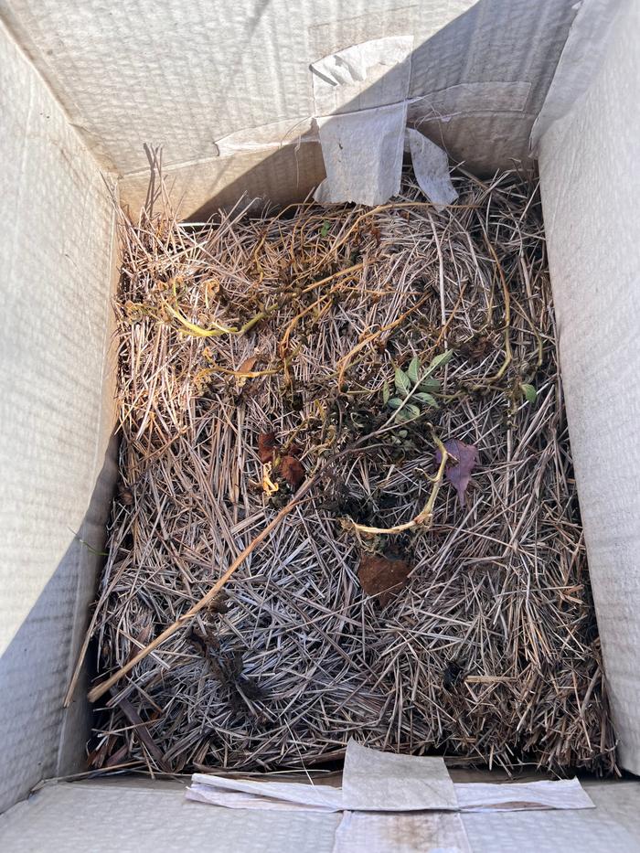 the hay settled and the plants are senescing earlier than the in-dirt plants