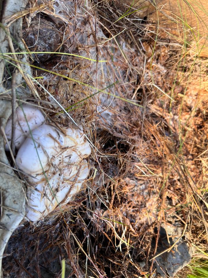 the hay of one box was choked with fungal hyphae and produced a couple large caps under the hay