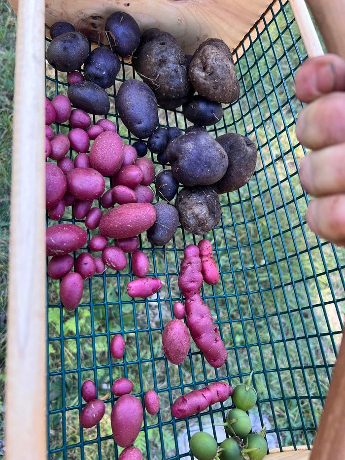 three (or four?) varieties and one bunch of berries