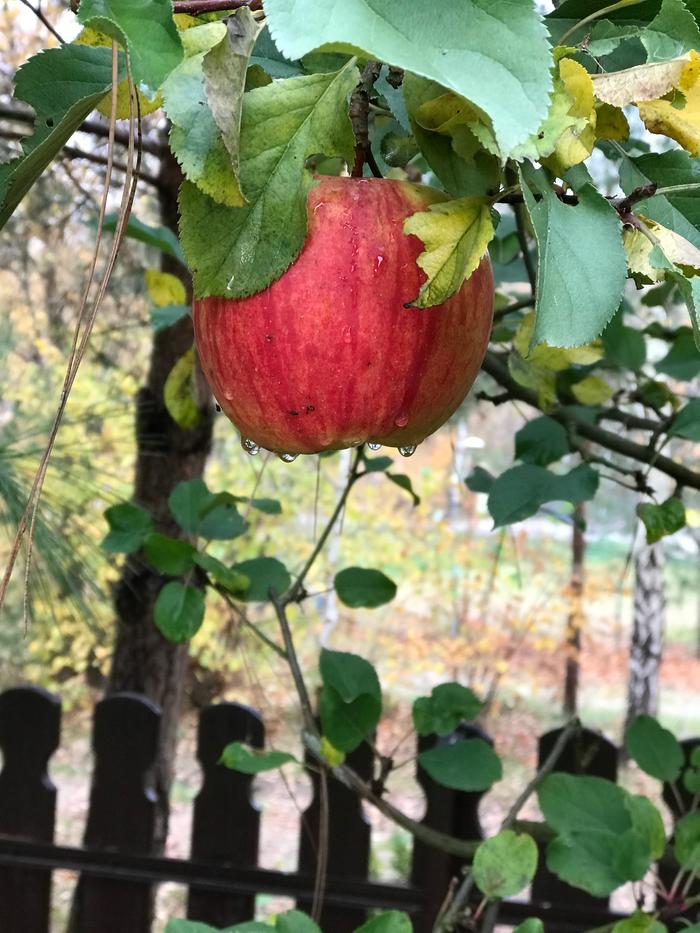 ripe apple on the tree