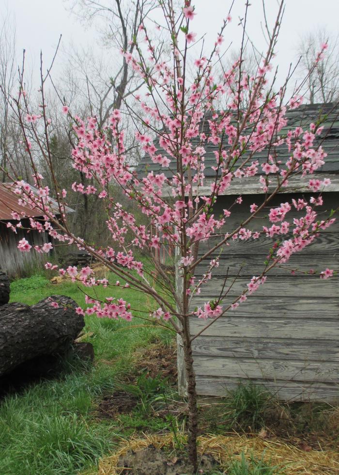 It looks so promising today in full bloom