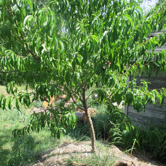 this variety of tree is the good root stock one needs to graft