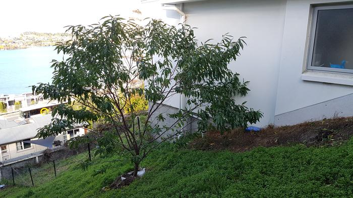 the black boy peach tree before pruning