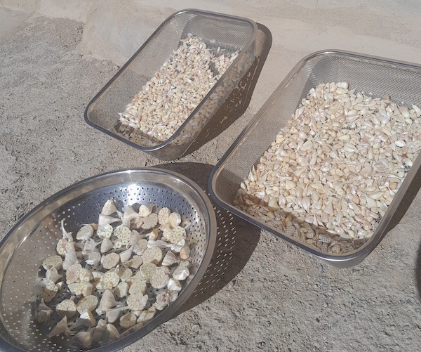 Drying garlic with skins on, to rub off when half dry