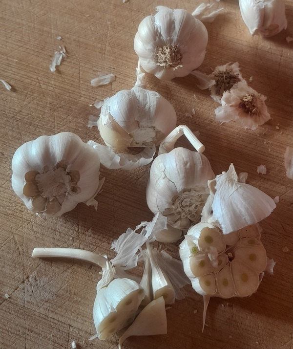 Drying garlic with skins on