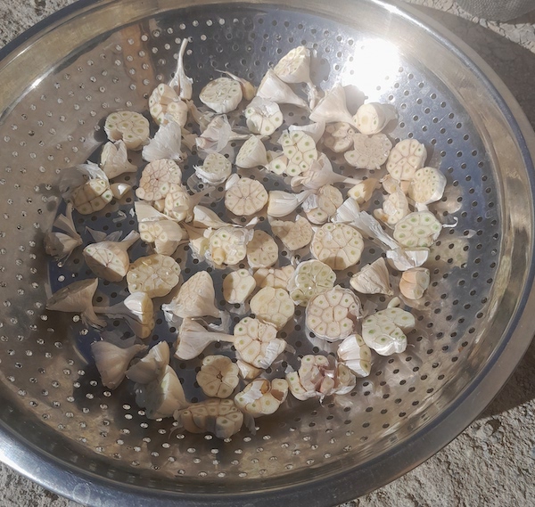 Drying garlic with skins on