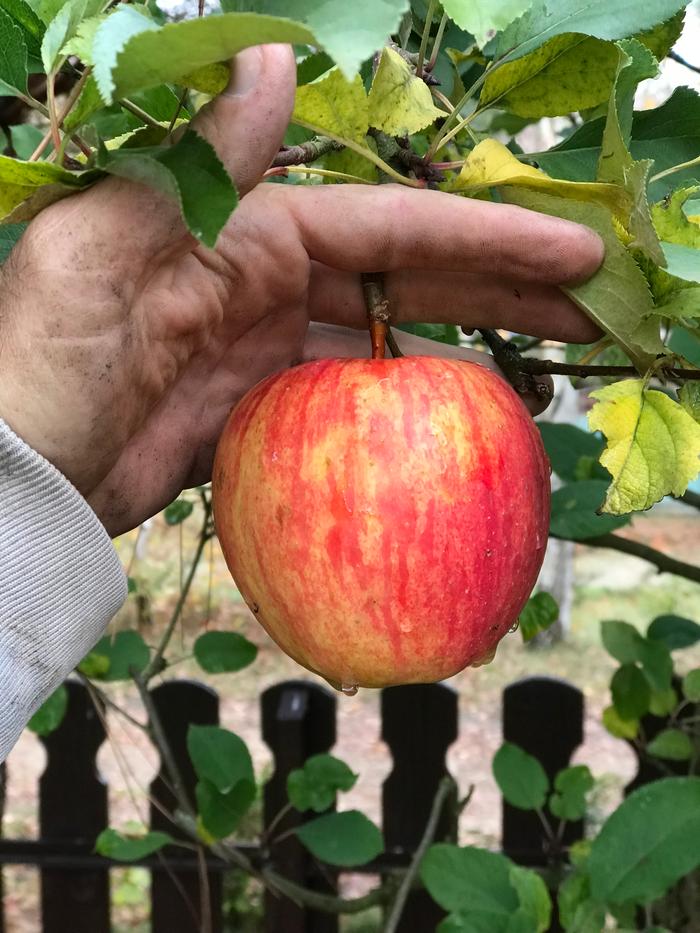 Malus domestica...the common Apple companion planting