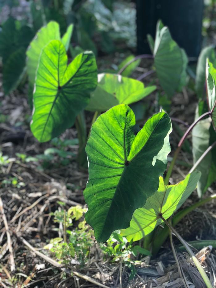 colocasia esculenta plant relationships edible root