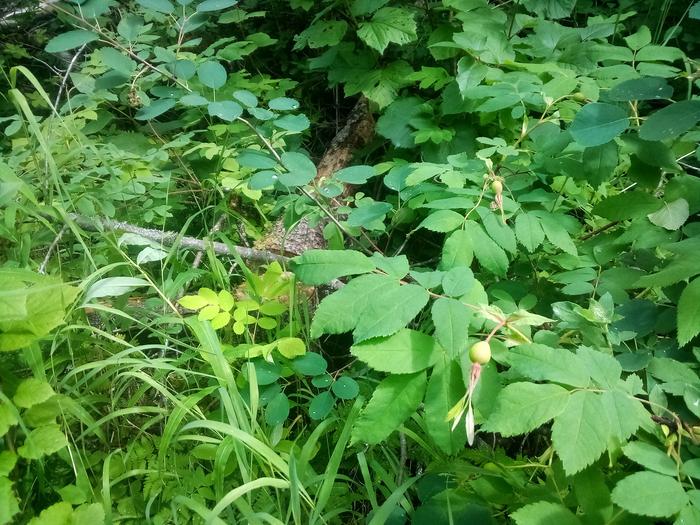 Wild rose with hip