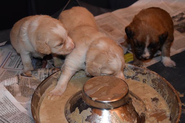 The puppies are doing well. Last week, on December 16, they started getting supplemental food. It’s a messy business!