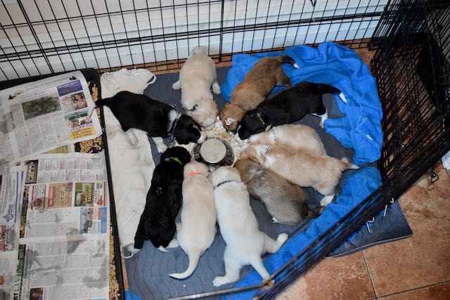  Today, I rearranged their area to start the official potty training. As long as there was food, everything was fine. Otherwise, you would have thought I was torturing them. Too traumatic!