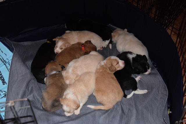  Puppy pile: December 21