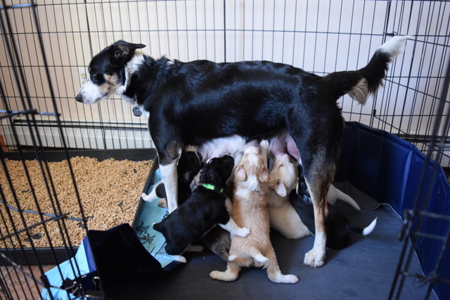 December 23 — Caia has figured out that she can nurse the puppies standing up. This has made a huge difference in her willingness to continue!