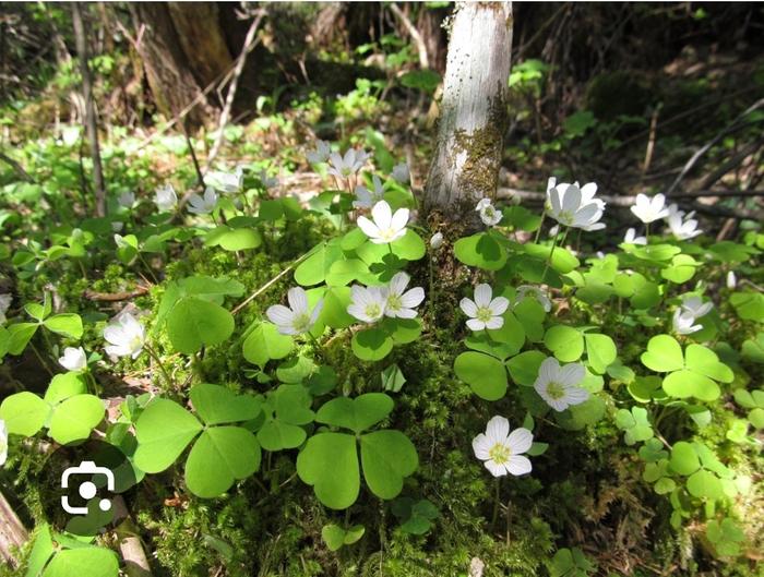&amp;#91;wood_sorrel.jpg&amp;#93;