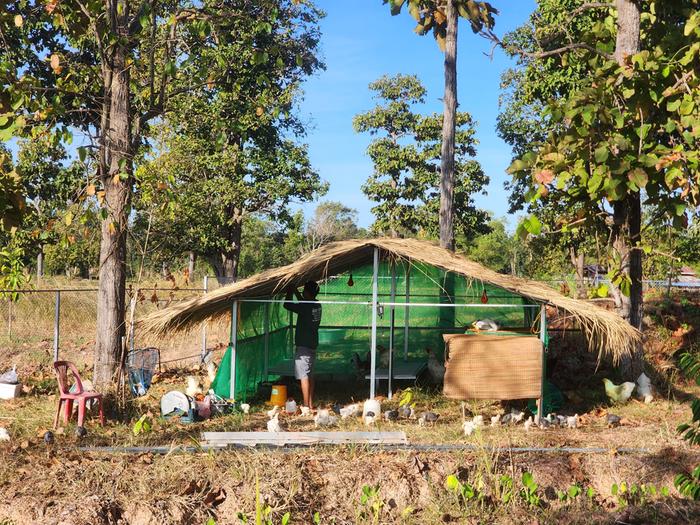 metal post chicken coop with a thatched roof
