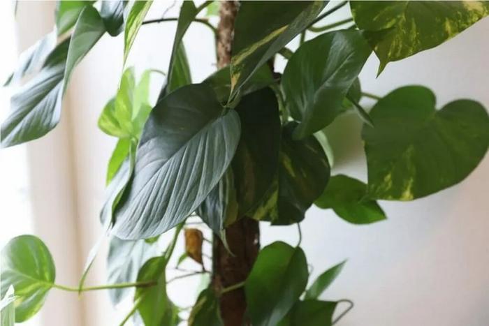 Philodendron