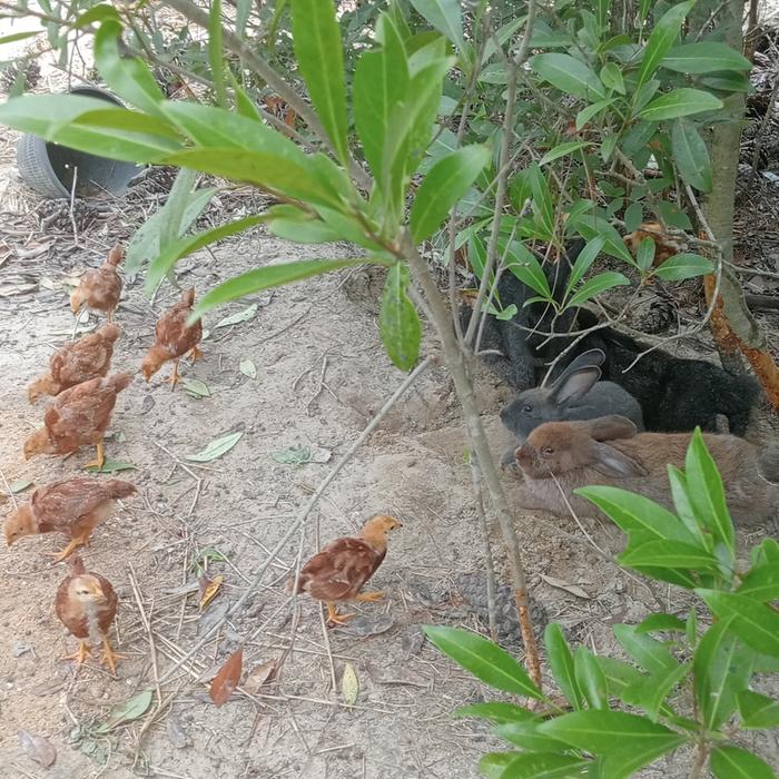 rabbits and chickens at a farm