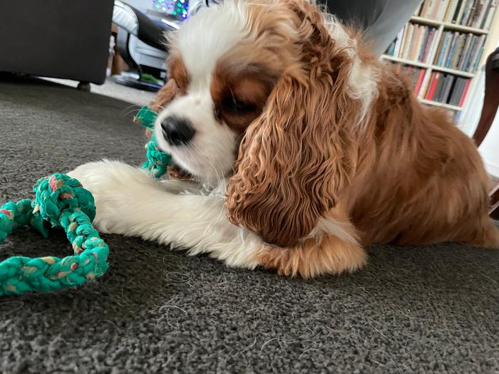 Chewy rope