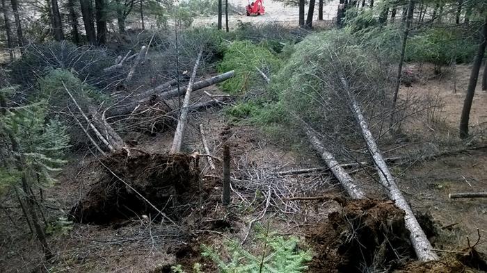 Tree Clearing with Stump Removal