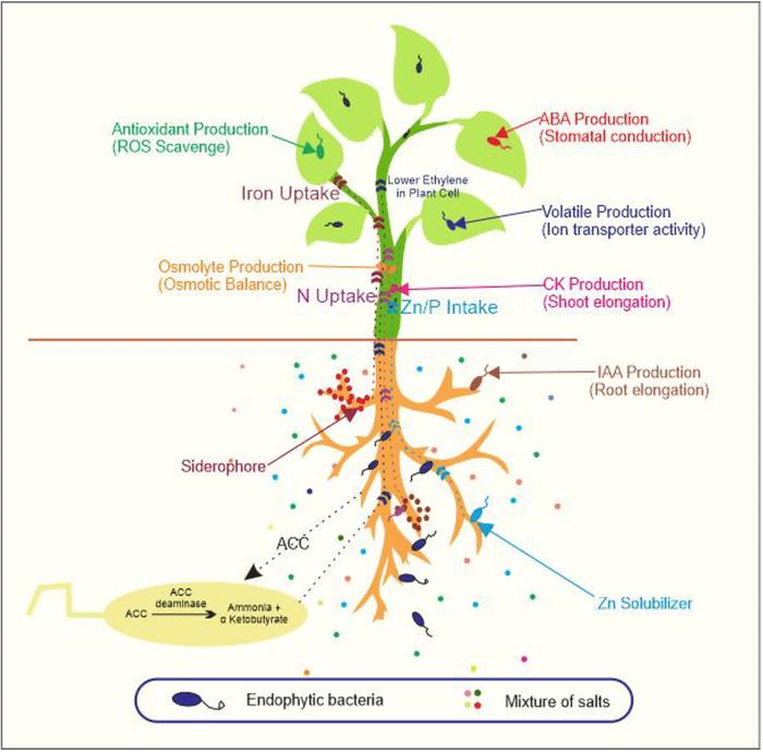 [Thumbnail for The-role-of-endophytic-bacteria-in-induced-salt-tolerance-by-plants-Endophytic-bacteria.png]