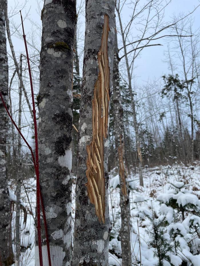 deep scores in bark of trees