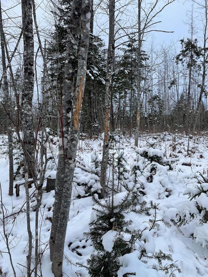 moose rub damage to trees