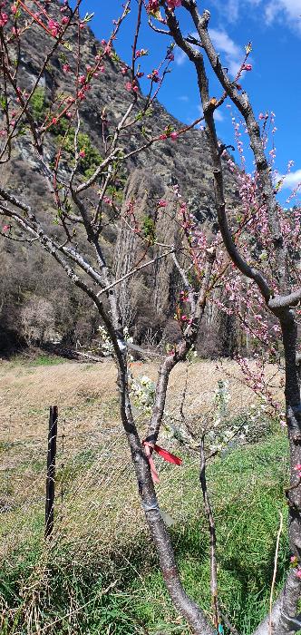 Plum grafted onto peach
