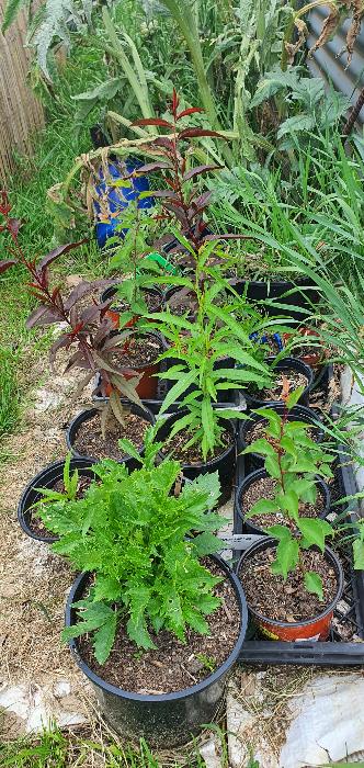 Peach & apricot seedlings grown from stones planted in 2023