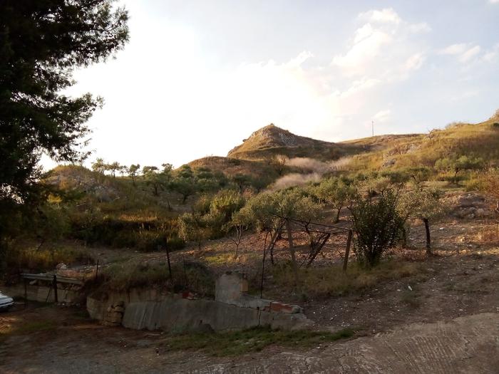 an olive orchard on the side of a steep hill in the Platani Valley in Sicily