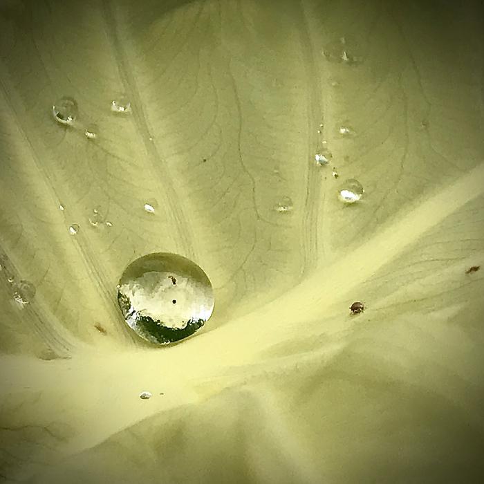 water droplets on leaf