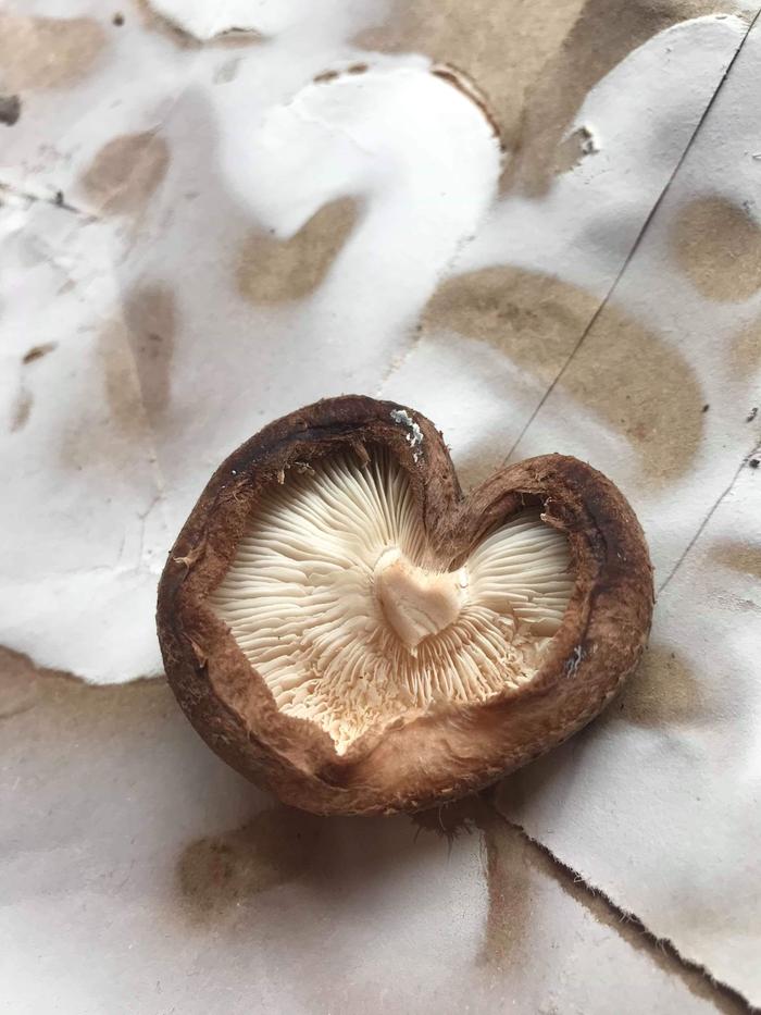 heart love mushroom