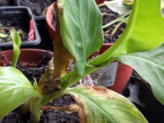 indoor aphids white dust on leaves