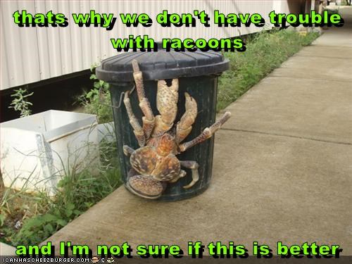 Coconut crab, and yes they get this big, and yes they are trash pickers