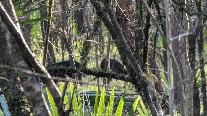 Wild pigs to start a domestic crossbreeding program!