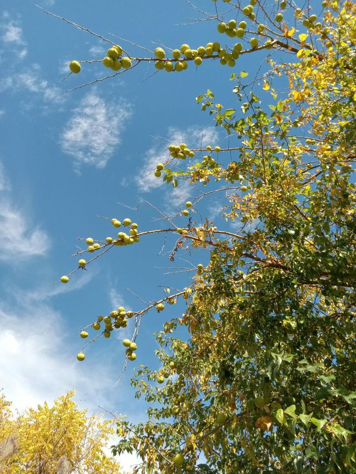 Wild osage orange tree with fruits