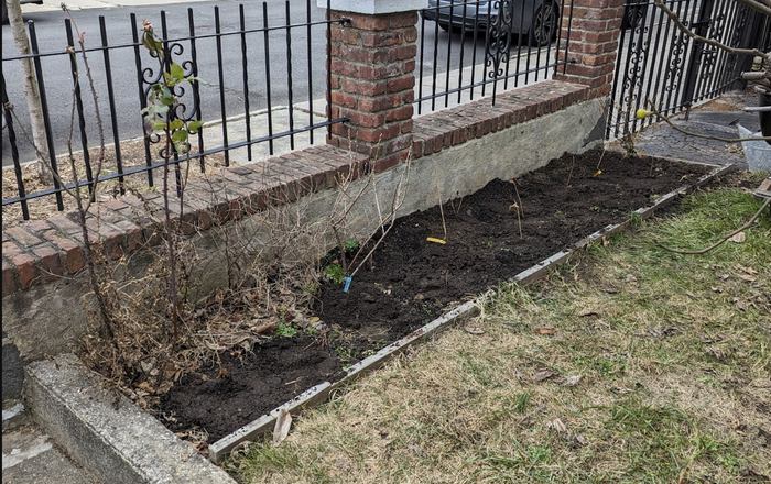 plant suggestions for edible kerbside garden bed
