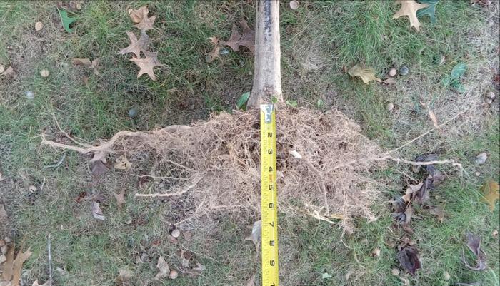 Examine sunflower root ball tap root stopped at 7"