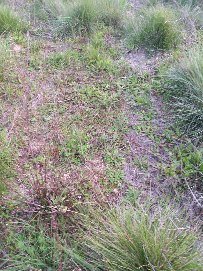 restoring soil structure through weeds