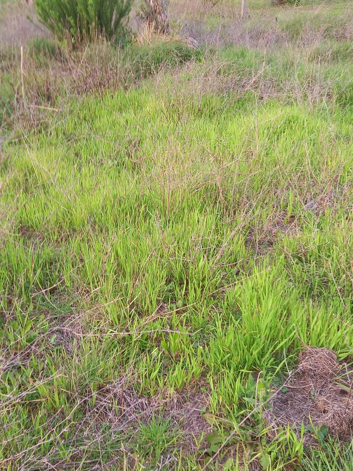 restoring soil structure through cover crops of oats and rye