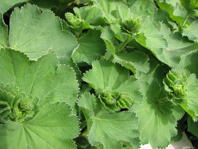 [Thumbnail for A.vulgaris.png]