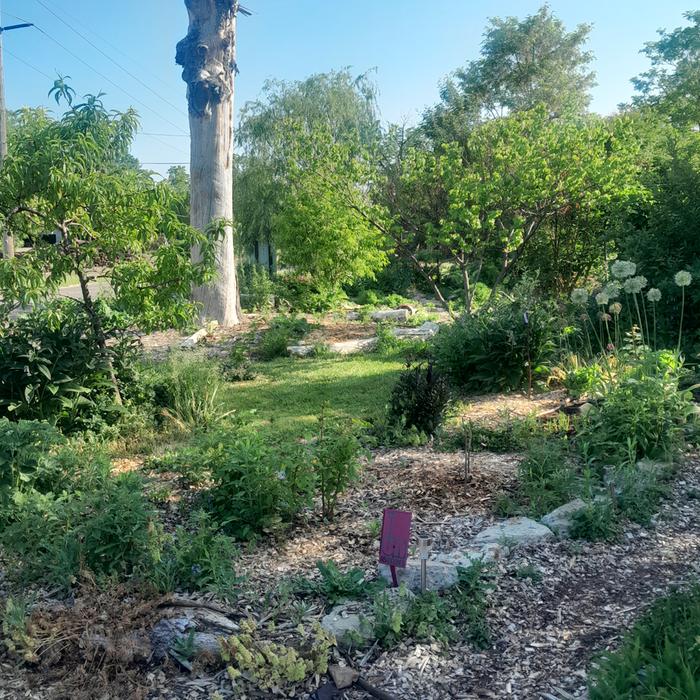 wood chip paths in a garden with a big old snag in the background