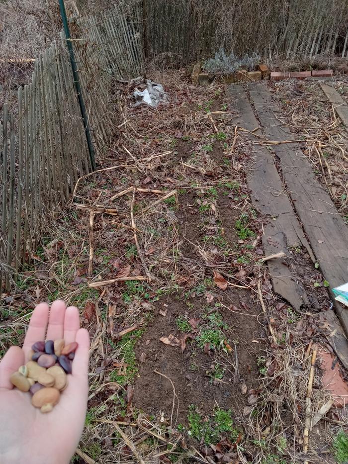 fava bean mixed seeds